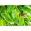 Weinrebe Bio (Vitis vinifera 'Regent' dunkel, Topfgröße: 19 cm, Erntezeit: September) | BAUHAUS