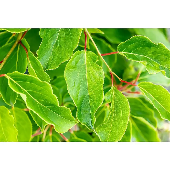 Weinrebe - Vitis vinifera 'Polo Muscat', Topfgröße: 19 cm, Erntezeit: September - Nahaufnahme von grünen Blättern an roten Stielen, die die gesunde Vitalität und die zarten Details der Pflanzenstruktur hervorheben.