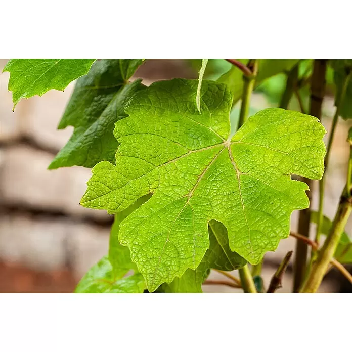 Weinrebe Bio - Vitis vinifera 'Vanessa', Topfvolumen: 3 l, Erntezeit: September - Leuchtend grünes, texturiertes Blatt mit deutlichen Adern, Teil einer gesunden Pflanze.