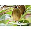 Kiwi (Actinidia deliciosa 'Jenny', Topfvolumen: 3 l, Erntezeit: September) | BAUHAUS