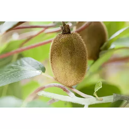 Kiwi
