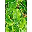 Mini-Kiwi (Actinidia arguta 'Red Jumbo', Topfvolumen: 3 l, Erntezeit: September) | BAUHAUS