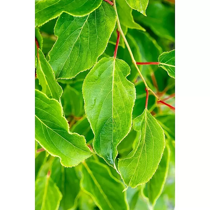 Mini-Kiwi - Actinidia arguta 'Red Jumbo', Topfvolumen: 3 l, Erntezeit: September - Detailaufnahme
