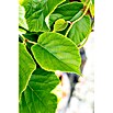 Kiwi (Actinidia deliciosa 'Jenny', Topfvolumen: 3 l, Erntezeit: September) | BAUHAUS