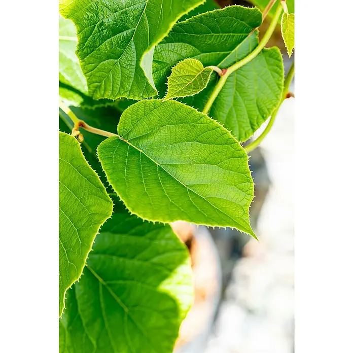 Kiwi - Actinidia deliciosa 'Jenny', Topfvolumen: 3 l, Erntezeit: September - Nahaufnahme von grünen Blättern mit gezackten Rändern, die gesundes Wachstum und üppige Natur zeigen.