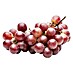 Weinrebe Bio 