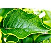 Kiwi (Actinidia deliciosa 'Jenny', Topfvolumen: 3 l, Erntezeit: September) | BAUHAUS