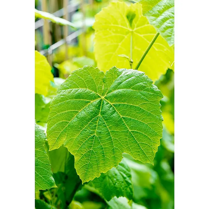 Weinrebe Bio - Vitis vinifera 'Venus', Topfvolumen: 3 l, Erntezeit: September - Nahaufnahme eines grünen Weinblatts mit detaillierten Adern und Textur, umgeben von anderen Blättern und unscharfem Hintergrund.