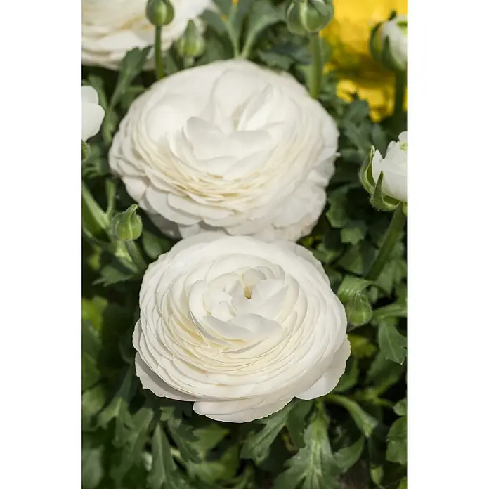 Piardino Ranunkel - Ranunculus Hybride, Topfgröße: 12 cm - Nahaufnahme von zwei weißen Ranunkeln mit üppigen Blütenblättern und grünen Blättern im Hintergrund.