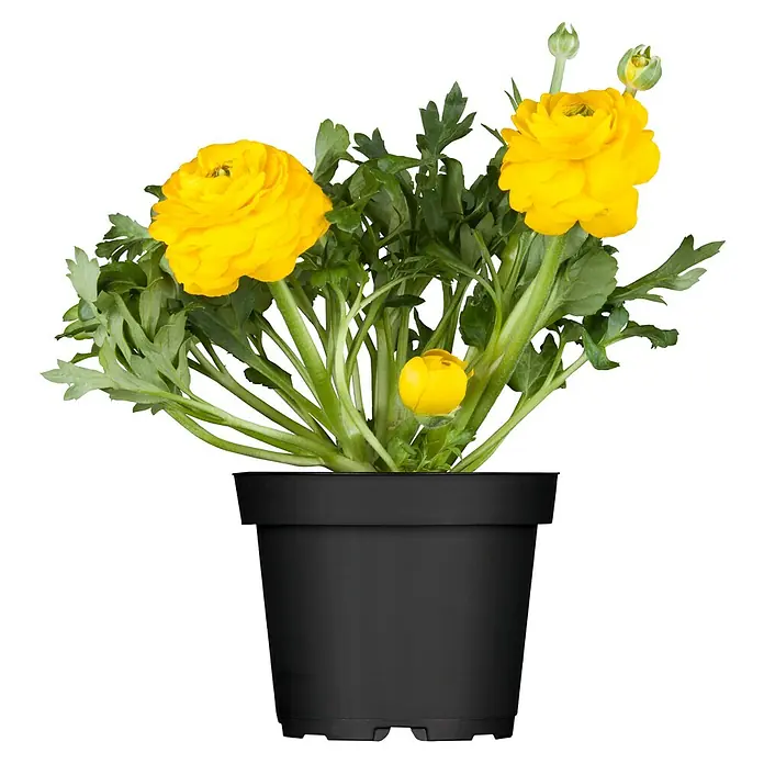 Piardino Ranunkel - Ranunculus Hybride, Topfgröße: 12 cm - Gelbe Ranunkel in einem schwarzen Topf, die lebendige Farbe und die dichten Blütenblätter der Blume hervorhebt.
