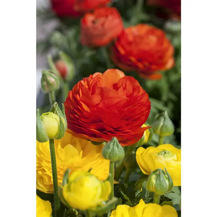 Piardino Ranunkel - Ranunculus Hybride, Topfgröße: 12 cm - Nahaufnahme von roten und gelben Hahnenfußblüten, die ihre zarten Blütenblätter und leuchtenden Farben zeigen.