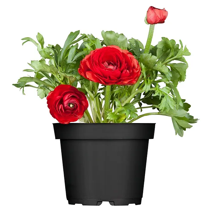Piardino Ranunkel - Ranunculus Hybride, Topfgröße: 12 cm - Ein Topf mit roten Hahnenfußblumen steht vor einem neutralen, dunklen Hintergrund und zeigt die leuchtenden Blüten und das grüne Laub.