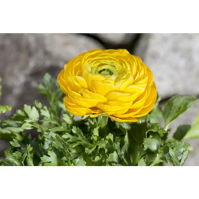 Piardino Ranunkel - Ranunculus Hybride, Topfgröße: 12 cm - Strahlend gelbe Ranunkelblüte mit spiralförmig angeordneten Blütenblättern, umgeben von frischem, grünen Laub vor einem grauen Hintergrund.