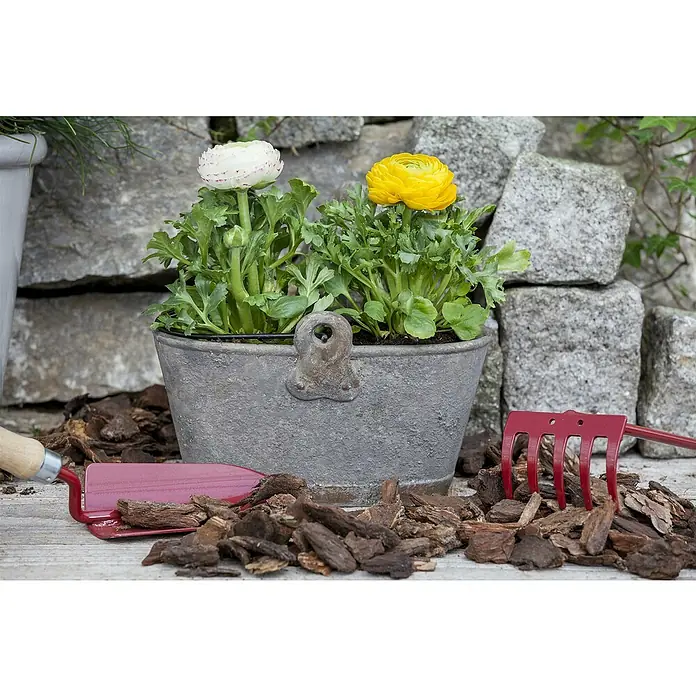 Piardino Ranunkel - Ranunculus Hybride, Topfgröße: 12 cm - Nahaufnahme eines grauen Pflanzgefäßes mit gelben und weißen Blumen, umgeben von Gartengeräten und Holzspänen.