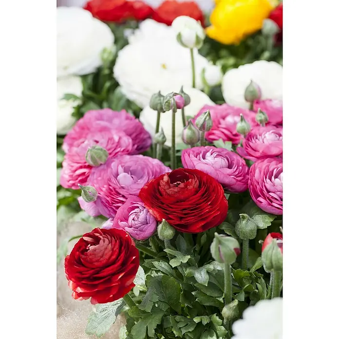 Piardino Ranunkel - Ranunculus Hybride, Topfgröße: 12 cm - Nahaufnahme von Ranunkeln in Rot, Rosa, Gelb und Weiß, die ihre zarten Blütenblätter in einer faszinierenden Farbpalette zeigen.