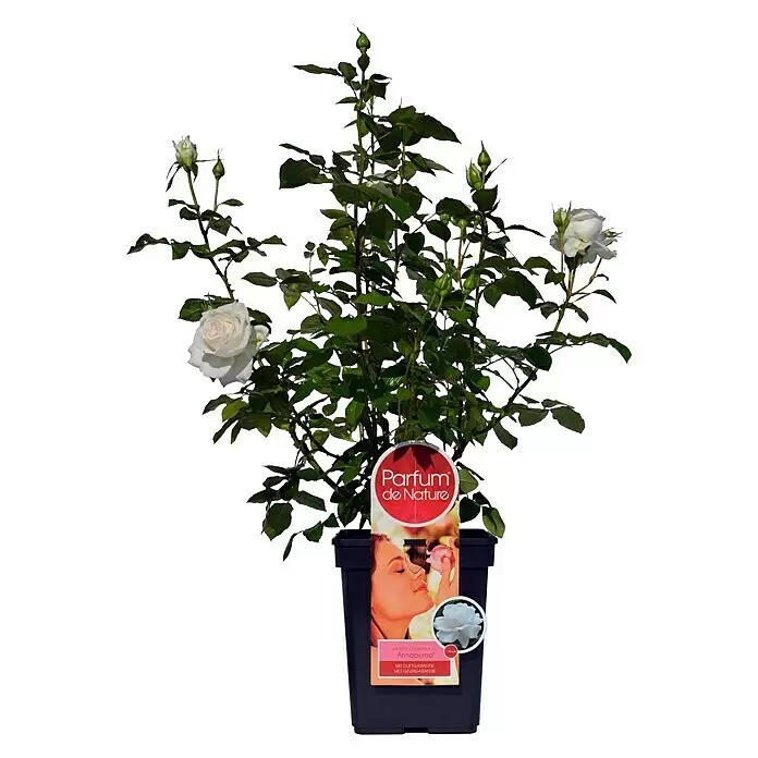 Piardino Edelrose Annapurna - Rosa Hybride, Blütenfarbe: Weiß - Vorderansicht