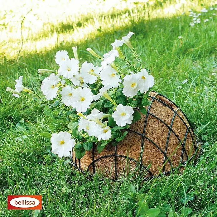 Bellissa Blumenampel Hanging Basket - Ø x H: 30 x 15 cm, Metall, Schwarz - Weiße Petunien in einem halbkugelförmigen Pflanzgefäß aus Kokosfaser mit Drahtgestell, eingebettet in grünes Gras.