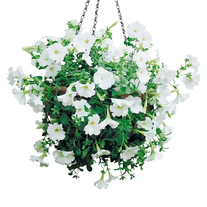 Bellissa Blumenampel Hanging Basket - Ø x H: 35 x 15 cm, Metall, Schwarz - Hängekorb mit üppigen weißen Petunien. Die Petunien sind voll erblüht und verleihen dem Garten einen eleganten Touch.