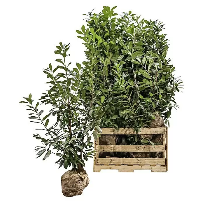 Kirschlorbeer 'Novita'20 Stk., 110 cm - 130 cm, Prunus laurocerasus 'Novita', Ballenware