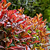 Glanzmispel (20 Stk., 100 cm - 125 cm, Photinia fraseri 'Red Robin') | BAUHAUS