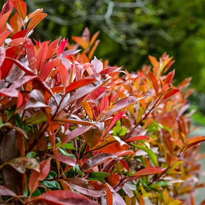 Glanzmispel Red Robin - 100 cm - 125 cm, Photinia fraseri 'Red Robin', 20 Stk. - Nahaufnahme von leuchtend roten Photinia-Blättern, die eine lebendige, natürliche Textur mit sanftem Grün im Hintergrund zeigen.