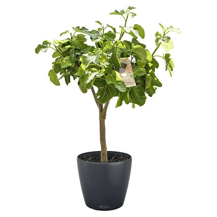 Ficus carica 50 Stamm