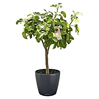 Piardino Feigenbaum (Ficus carica, 45 l)