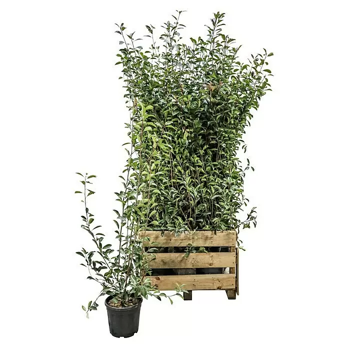 Glanzmispel Red Robin - 100 cm - 125 cm, Photinia fraseri 'Red Robin', 20 Stk. - Vorderansicht