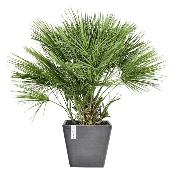 Piardino Zwergpalme - Chamaerops humilis, Topfgröße: 30 cm, Aktuelle Wuchshöhe: 100 cm - 120 cm - Zimmerpflanze mit grünen Blättern in einem grauen Topf. Die Pflanze ist eine Zwergpalme und ist in einem modernen Topf platziert.