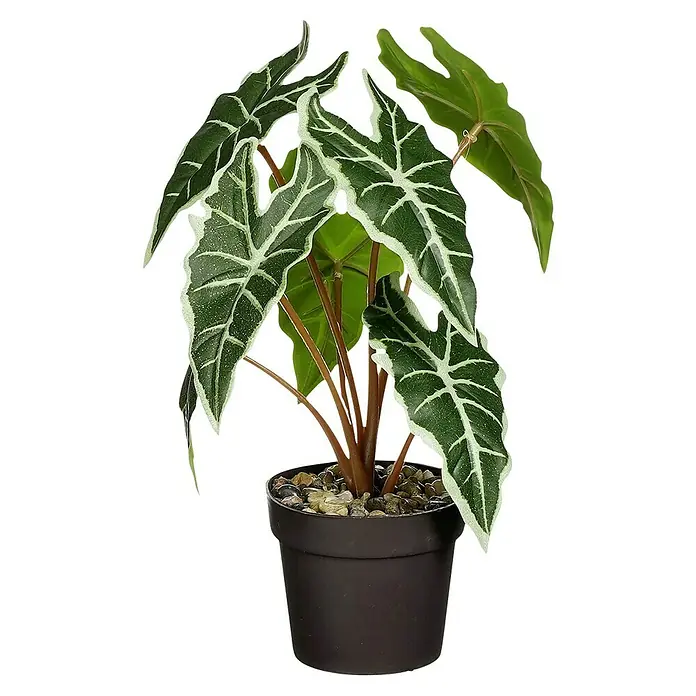 Planta artificial Alocasia - Ø x Al: 25 x 30 cm, Plástico - Planta de interior decorativa en una maceta. La planta tiene hojas grandes y verdes con patrones blancos, lo que la convierte en una hermosa adición a cualquier decoración.