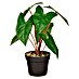 Planta artificial Syngonium 