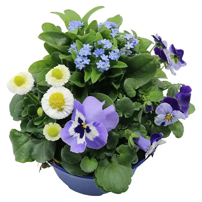 Piardino Frühlingsblüher Springbreak - Sortenabhängig, Topfgröße: 14 cm, Sortenabhängig - Bunte Frühlingsblumen im blauen Topf: blaue Vergissmeinnicht, weiße Gänseblümchen und lila Stiefmütterchen.