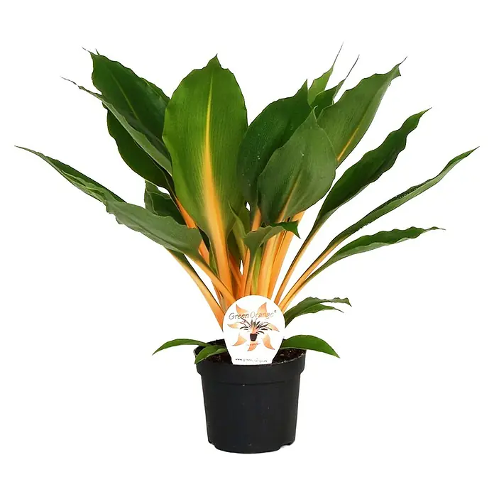 Piardino Grünlilie Green Orange - Chlorophytum Green Orange, Topfgröße: 14 cm, Grün/Orange - Elegante Zimmerpflanze 'Sweet Orange' im schwarzen Topf. Die Pflanze zeichnet sich durch ihre grünen Blätter mit orangefarbenen Akzenten aus.