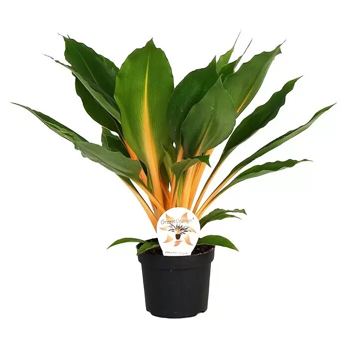 Piardino Grünlilie Green OrangeChlorophytum Green Orange, Topfgröße: 14 cm, Grün/Orange