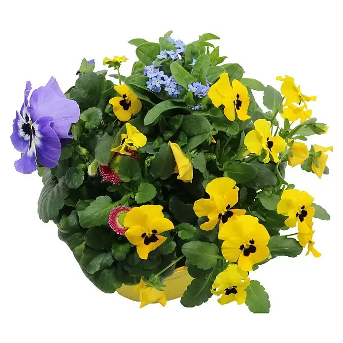 Piardino Frühlingsblüher Springbreak - Sortenabhängig, Topfgröße: 14 cm, Sortenabhängig - Bunte Topfpflanze mit gelben und violetten Stiefmütterchen, blauen Vergissmeinnicht und rosa Blüten im gelben Topf.