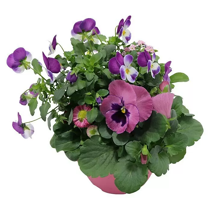 Piardino Frühlingsblüher Springbreak - Sortenabhängig, Topfgröße: 14 cm, Sortenabhängig - Rosa Topf mit lila-weißen Stiefmütterchen, kleinen rosa Blüten und grünen Blättern.