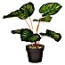 Planta artificial Calathea 