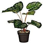 Planta artificial Calathea (Altura: 30 cm, Plástico) | BAUHAUS
