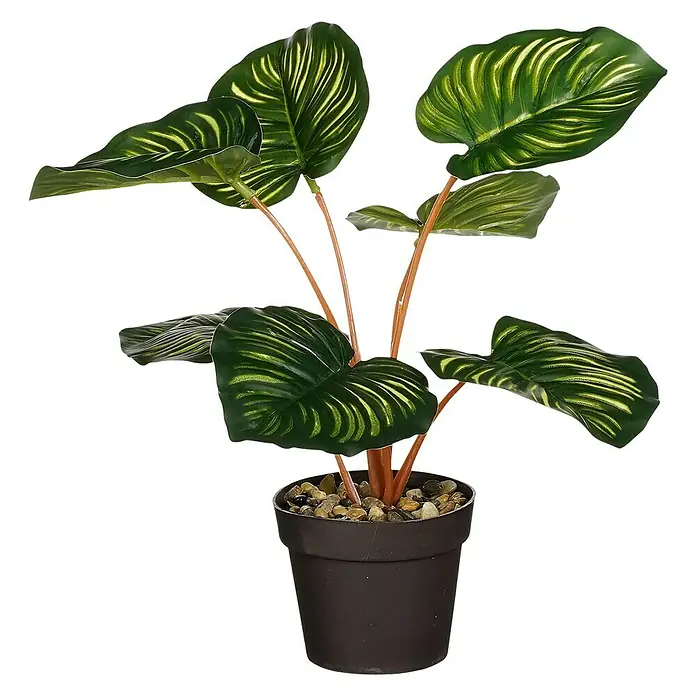 Planta artificial Calathea - Altura: 30 cm, Plástico - Planta artificial decorativa de Calathea en maceta. La planta de interior con hojas a rayas es una decoración bonita y de bajo mantenimiento.