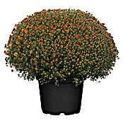 Piardino Herbst-Chrysantheme (Chrysanthemum indicum Hybride, Topfgröße: 33 cm, Blütenfarbe: Sortenabhängig)