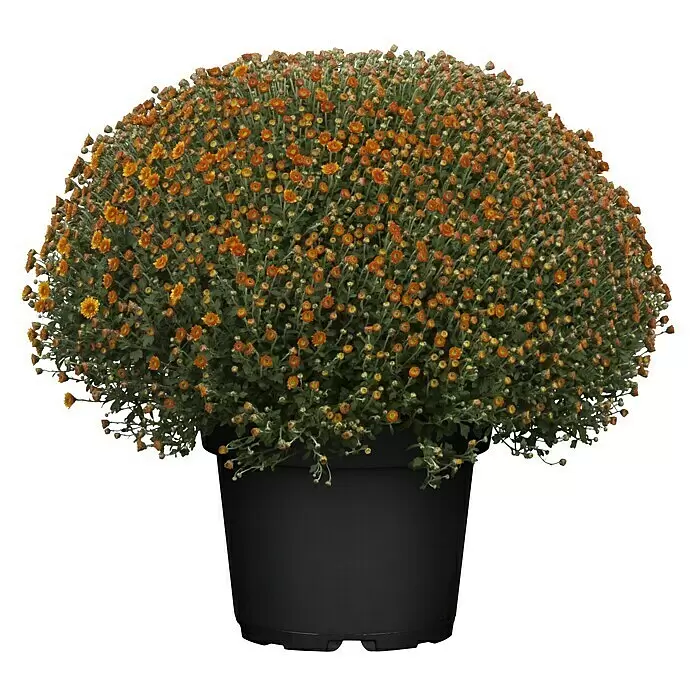 Piardino Herbst-Chrysantheme - Chrysanthemum indicum Hybride, Topfgröße: 33 cm, Blütenfarbe: Sortenabhängig - Topfchrysantheme mit orange-gelben Blüten in einem schwarzen Topf.