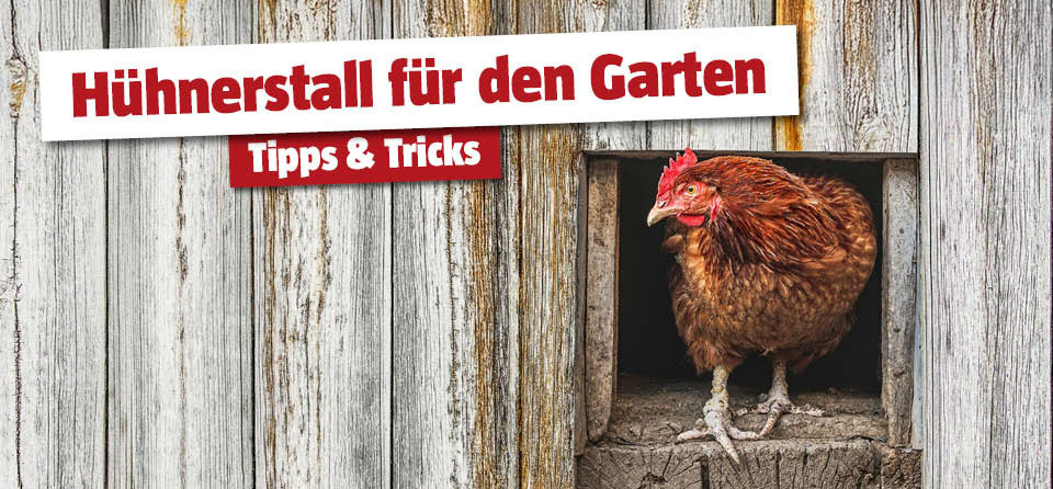 Huhn