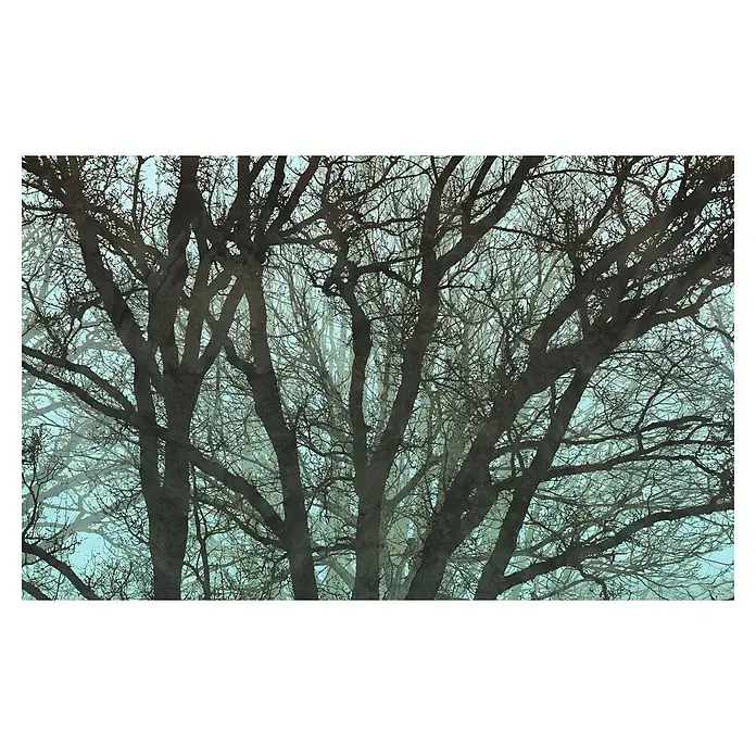 Komar Infinity 2 Fototapete Whispering Woods - Schwarz, B x H: 400 x 250 cm, Vlies - Äste eines Baumes ohne Blätter im Winternebel, eine düstere und atmosphärische Darstellung der Natur in der kalten Jahreszeit.