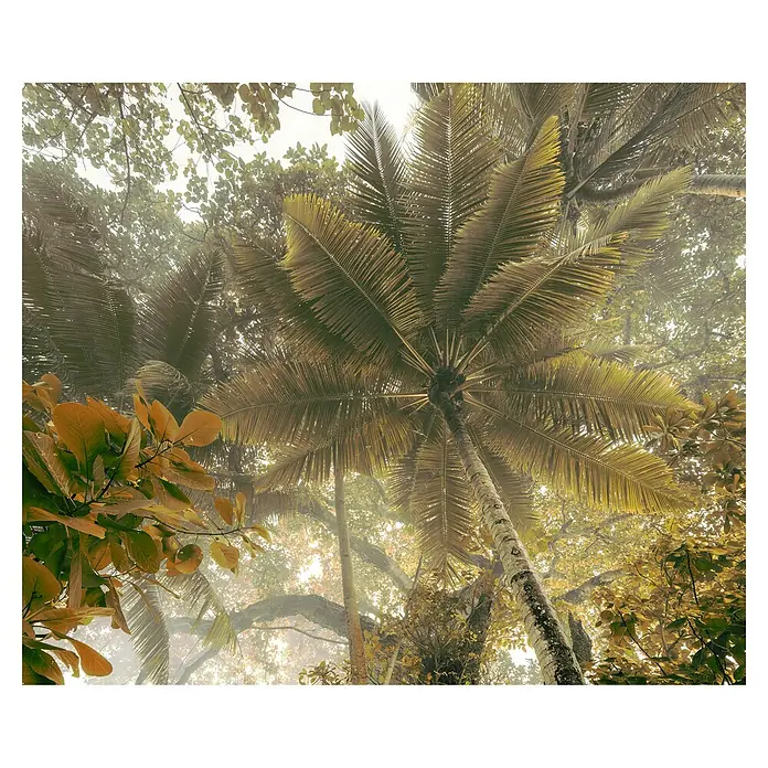 Komar Infinity 2 FototapeteB x H: 250 x 250 cm, Vlies - Blick nach oben auf eine hoch aufragende Palme in einer tropischen Landschaft, durchzogen von Morgennebel und sanftem Licht.