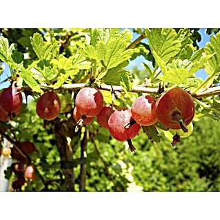Stachelbeere Hinnonmäki Rot (Ribes uva-crispa Hinnonmäki Rot, Niederstamm, Erntezeit: Juli)