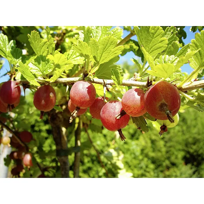 Stachelbeere Sortenmischung Hinnonmäki Rot & Gelb - Ribes uva-crispa Hinnonmäki Rot, Ribes uva-crispa Hinnonmäki Gelb, Erntezeit: Juli - Nahaufnahme von reifen roten Stachelbeeren, die an einem Stachelbeerstrauch hängen und von grünen Blättern umgeben sind.