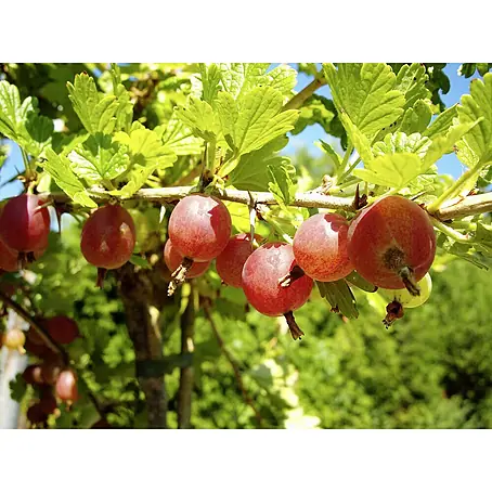 Stachelbeere Hinnonmäki Rot