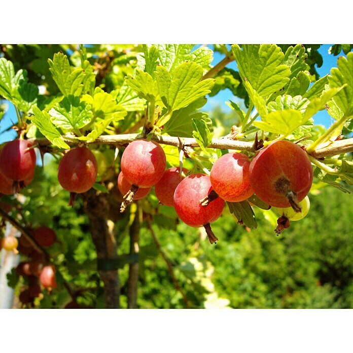 Stachelbeere Hinnonmäki RotRibes uva-crispa Hinnonmäki Rot, Busch, Erntezeit: Juli Unknown