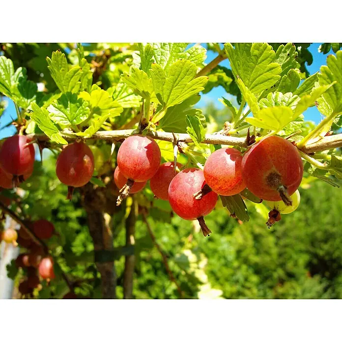 Stachelbeere Hinnonmäki RotRibes uva-crispa Hinnonmäki Rot, Niederstamm, Erntezeit: Juli - Nahaufnahme von reifen roten Stachelbeeren, die an einem Stachelbeerstrauch hängen und von grünen Blättern umgeben sind.