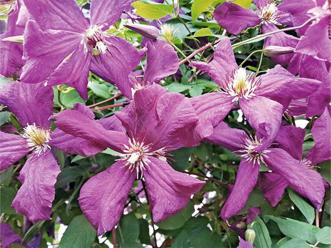 Lilafarbene Clematis-Blüte